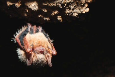 Tri-colored Bat